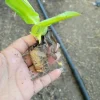 3 Canna Cannova Scarlet Live Plant Plugs - Red Flowering Outdoor Plant - Image 1