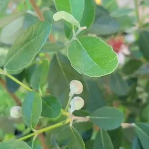 3 Fresh Pineapple Guava Tree Cuttings for Planting - Feijoa Sellowiana - Image 2