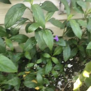 3 Mexican Petunia Ruellia Tuberosa Live Plants, 6-8