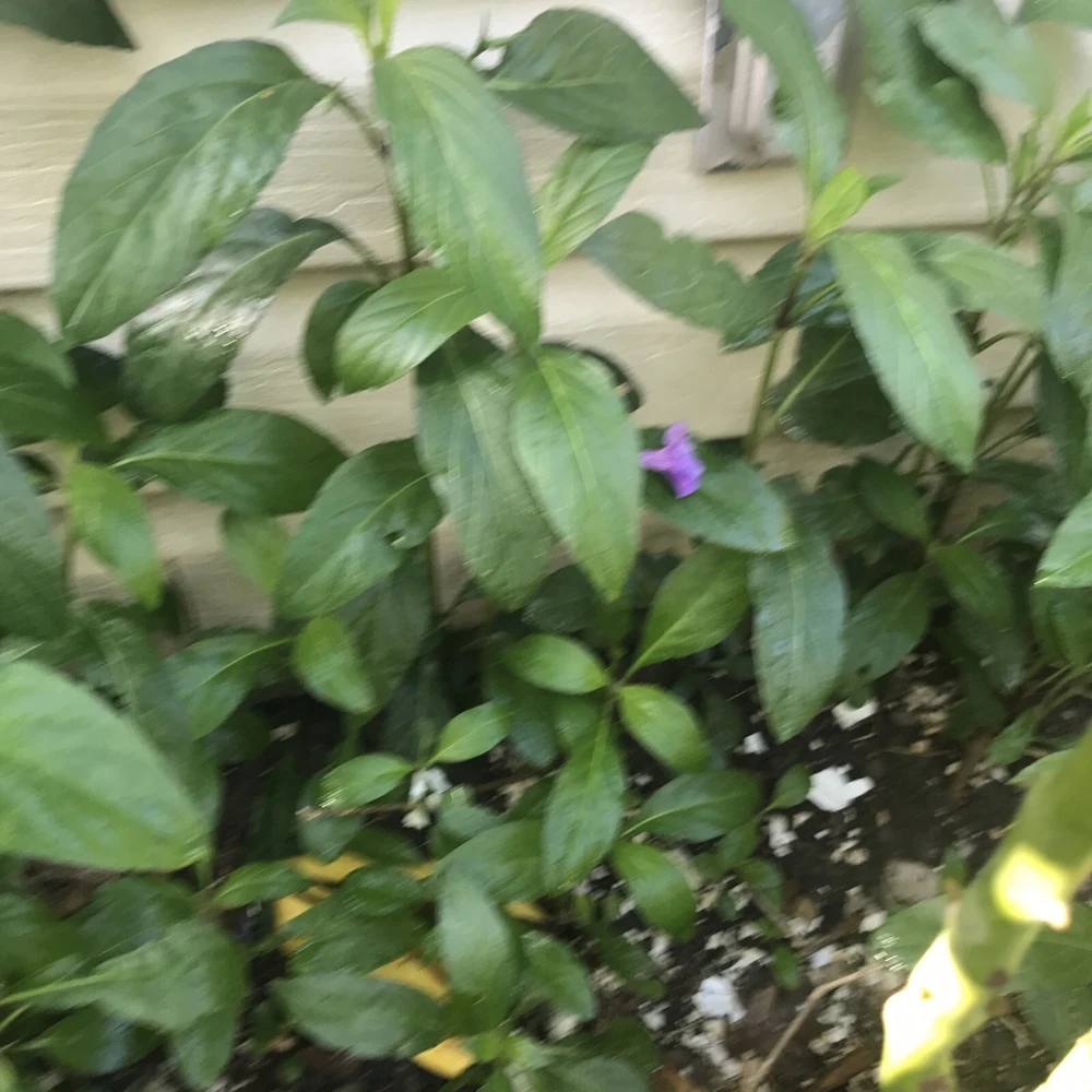 3 Mexican Petunia Ruellia Tuberosa Live Plants, 6-8" Tall, Bare Root - Image 2