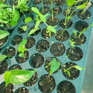 3 Monstera Deliciosa Baby Live Plants - Swiss Cheese Plant Indoor & Outdoor - Image 2