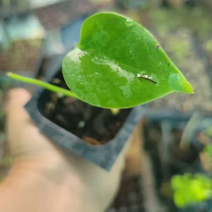 3 Monstera Deliciosa Baby Live Plants - Swiss Cheese Plant Indoor & Outdoor - Image 3