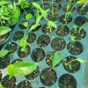 3 Monstera Deliciosa Baby Live Plants - Swiss Cheese Plant Indoor & Outdoor - Image 1