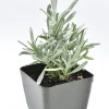 3 Pack Organic Herb Plants -Lavender-Rosemary-Oregano- Live Starter Plants- FREE SHIPPING!!! - Image 1