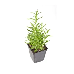 3 Pack Organic Herb Plants -Lavender-Rosemary-Oregano- Live Starter Plants- FREE SHIPPING!!! - Image 3