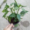 3 Padilla/Chilaca Pepper Live Plant - 6 Inch Pot - Edible Garden - Image 1