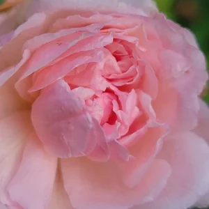 3 Pink Climbing Rose Unrooted Cuttings - Super Fragrant 5-8