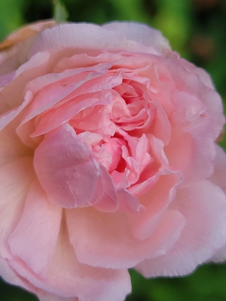 3 Pink Climbing Rose Unrooted Cuttings - Super Fragrant 5-8" Long - Image 2