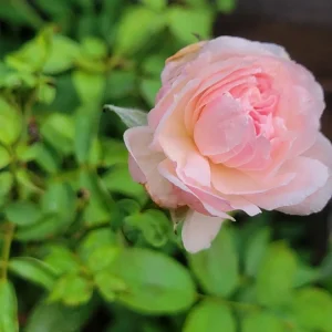 3 Pink Climbing Rose Unrooted Cuttings - Super Fragrant 5-8
