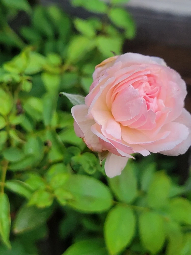 3 Pink Climbing Rose Unrooted Cuttings - Super Fragrant 5-8" Long - Image 3