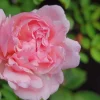 3 Pink Climbing Rose Unrooted Cuttings - Super Fragrant 5-8" Long - Image 1