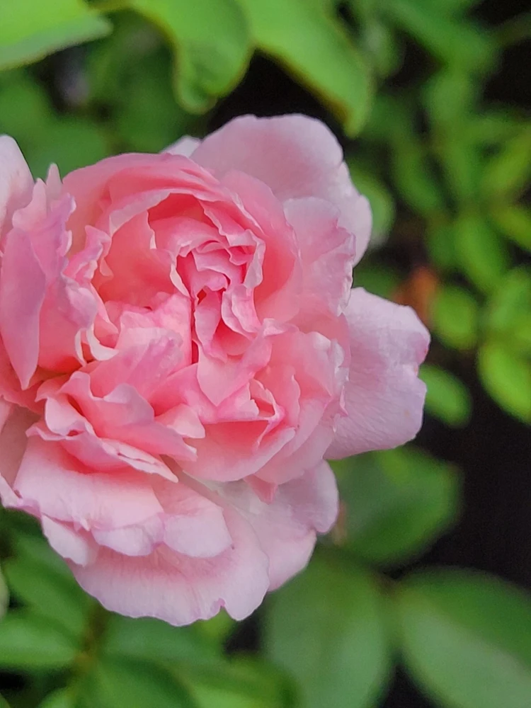 3 Pink Climbing Rose Unrooted Cuttings - Super Fragrant 5-8" Long - Image 1