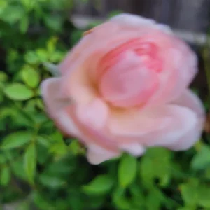 3 Pink Climbing Rose Unrooted Cuttings - Super Fragrant 5-8