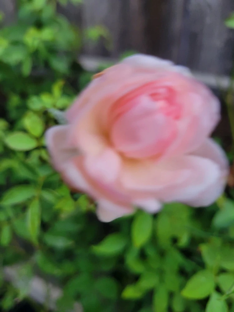 3 Pink Climbing Rose Unrooted Cuttings - Super Fragrant 5-8" Long - Image 4