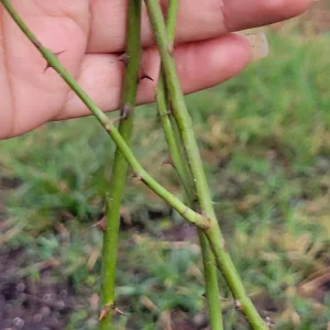 3 Pink Climbing Rose Unrooted Cuttings - Super Fragrant 5-8