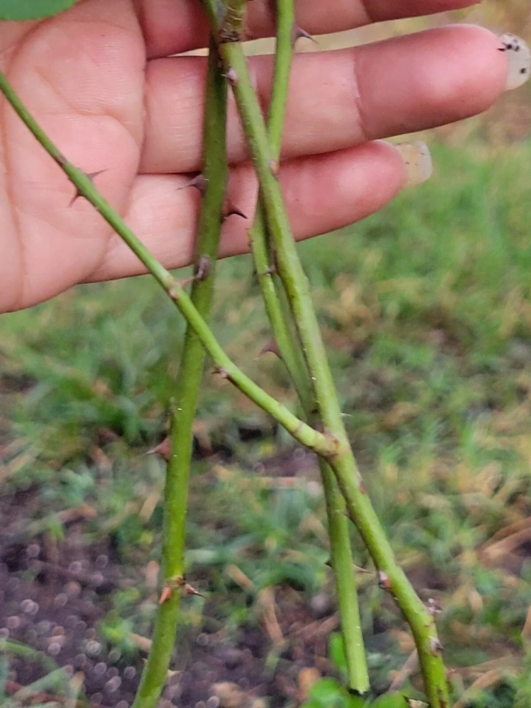 3 Pink Climbing Rose Unrooted Cuttings - Super Fragrant 5-8" Long - Image 5