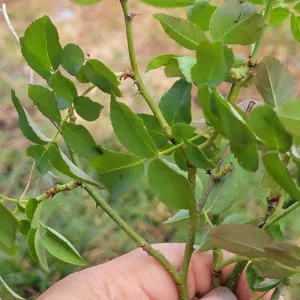 3 Pink Climbing Rose Unrooted Cuttings - Super Fragrant 5-8