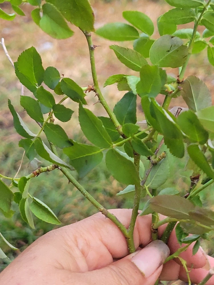 3 Pink Climbing Rose Unrooted Cuttings - Super Fragrant 5-8" Long - Image 6