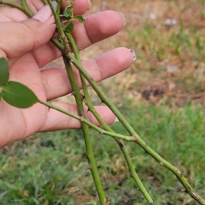 3 Pink Climbing Rose Unrooted Cuttings - Super Fragrant 5-8