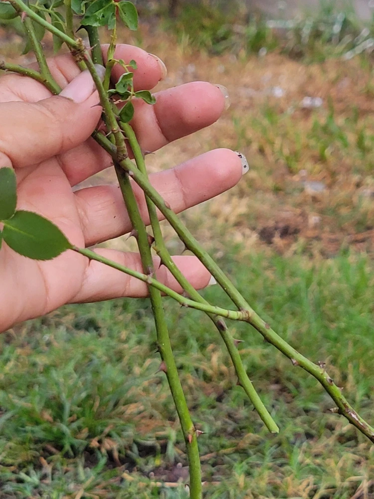 3 Pink Climbing Rose Unrooted Cuttings - Super Fragrant 5-8" Long - Image 7