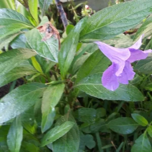 3 Purple Mexican Petunia Live Plants - Potted Ruellia, Active Blooming, Outdoor - Image 2
