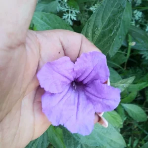 3 Purple Mexican Petunia Live Plants - Potted Ruellia, Active Blooming, Outdoor - Image 3