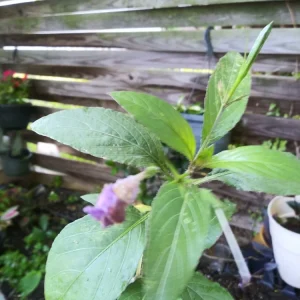 3 Purple Mexican Petunia Live Plants - Potted Ruellia, Active Blooming, Outdoor - Image 4