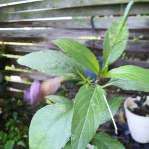 3 Purple Mexican Petunia Live Plants - Potted Ruellia, Active Blooming, Outdoor - Image 5