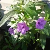 3 Purple Mexican Petunia Live Plants - Potted Ruellia, Active Blooming, Outdoor - Image 1