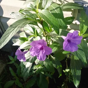 3 Purple Mexican Petunia Live Plants - Potted Ruellia, Active Blooming, Outdoor - Image 1