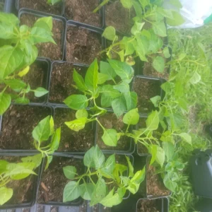 3 Tabasco Pepper Live Plants – Heirloom, Organic, Edible Chili – Indoor/Outdoor - Image 2