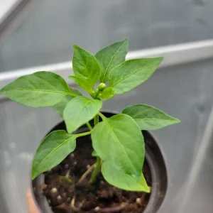 3 Tabasco Pepper Live Plants – Heirloom, Organic, Edible Chili – Indoor/Outdoor - Image 3
