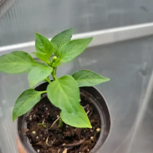 3 Tabasco Pepper Live Plants – Heirloom, Organic, Edible Chili – Indoor/Outdoor - Image 4