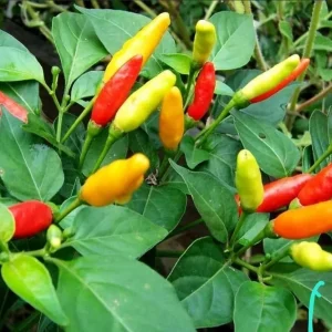 3 Tabasco Pepper Live Plants – Heirloom, Organic, Edible Chili – Indoor/Outdoor - Image 1
