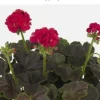 35 Geranium Brocade Cherry Night Live Plant Plugs - Garden & Home - Image 1