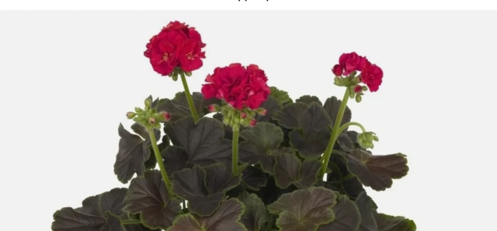 35 Geranium Brocade Cherry Night Live Plant Plugs - Garden & Home - Image 1