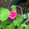 35 Geranium Calliope Large Rose Mega Splash Live Plant Plugs - Pink Outdoor Annuals - Image 1