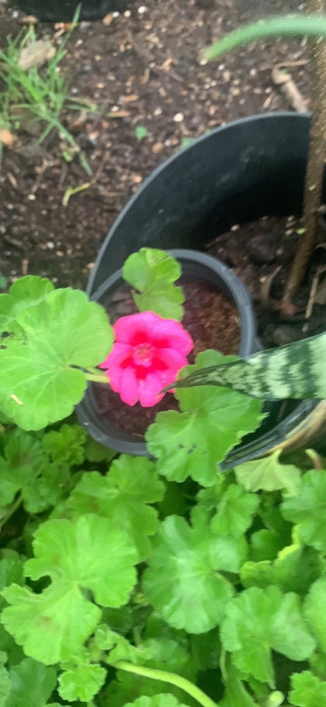 35 Geranium Calliope Large Rose Mega Splash Live Plant Plugs - Pink Outdoor Annuals - Image 1