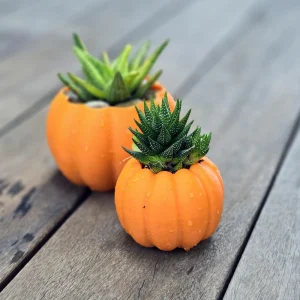 3D Printed Pumpkin Pot with Variegated Aloe Vera Live Plant - 5 inch - Image 2