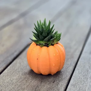 3D Printed Pumpkin Pot with Variegated Aloe Vera Live Plant - 5 inch - Image 3