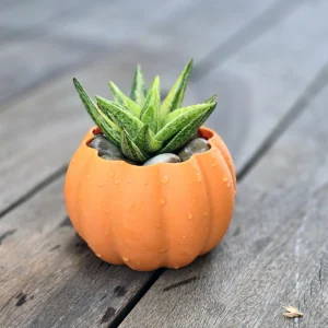 3D Printed Pumpkin Pot with Variegated Aloe Vera Live Plant - 5 inch - Image 4