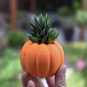 3D Printed Pumpkin Pot with Variegated Aloe Vera Live Plant - 5 inch - Image 5