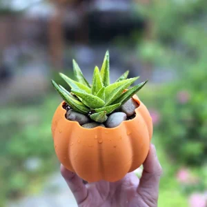 3D Printed Pumpkin Pot with Variegated Aloe Vera Live Plant - 5 inch - Image 6