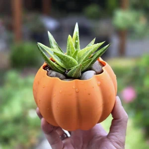 3D Printed Pumpkin Pot with Variegated Aloe Vera Live Plant - 5 inch - Image 1