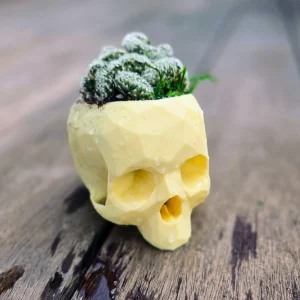 3D Printed Skull Planter - Eco-Friendly PLA Decor - Small 4