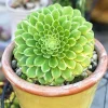 4" Aeonium Emerald Ice Live Plant - Potted Succulent for Indoors/Outdoors - Image 1