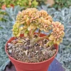 4" Aeonium Lindleyi Suncup Irish Bouquet Live Succulent Plant - Indoor/Outdoor - Image 1