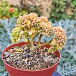 4" Aeonium Lindleyi Suncup Irish Bouquet Live Succulent Plant - Indoor/Outdoor - Image 2