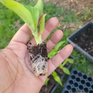 4 Canna Cannova Orange Shades Live Plant Plugs - Rooted Garden Planters - Image 2