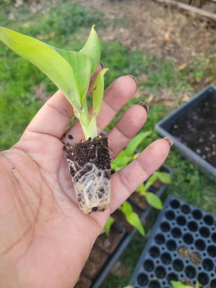 4 Canna Cannova Orange Shades Live Plant Plugs - Rooted Garden Planters - Image 2